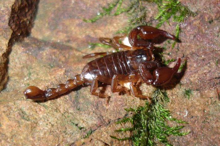 Escorpión de Crimea