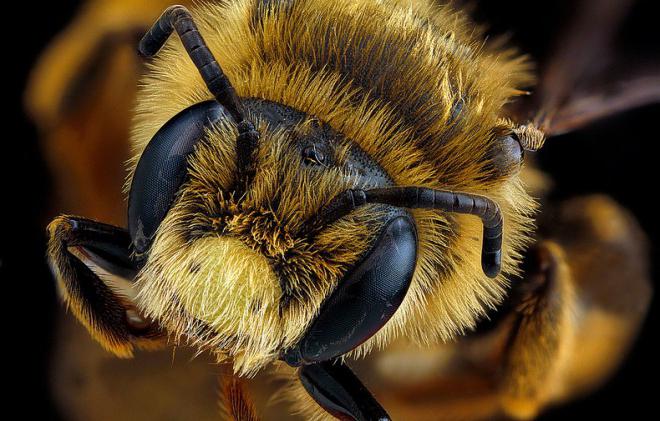cuántos ojos hacen las abejas