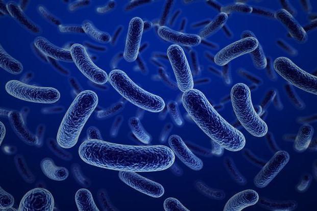 Cómo Bacteria Breath Grade 6 Grade