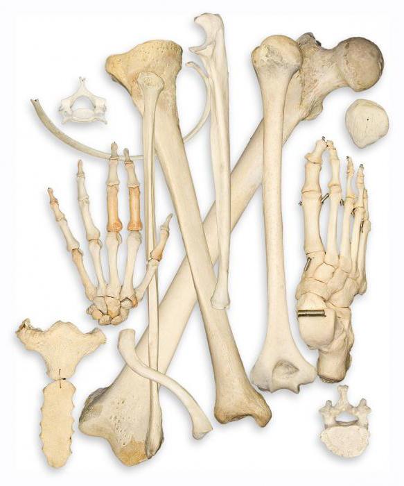 huesos humanos